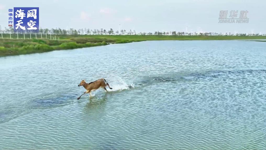國道之行 海闊天空丨江蘇大豐麋鹿種群數量持續擴大